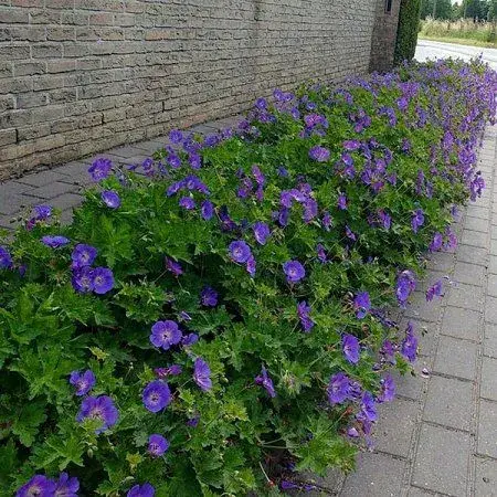 Kakost Rozanne 