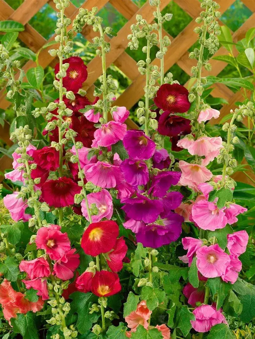 Topolovka