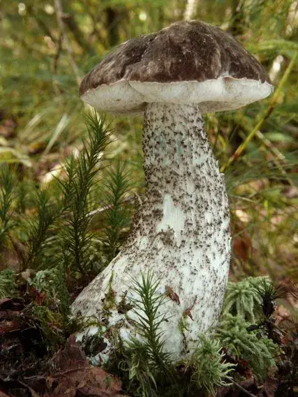 Kozák barvoměnný - Leccinum variicolor Watling