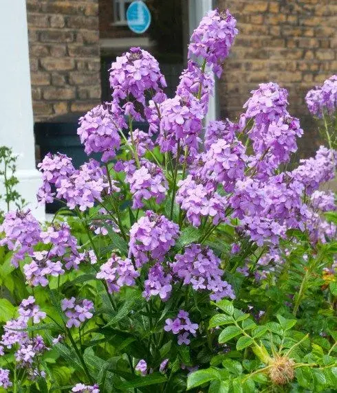 Hesperis