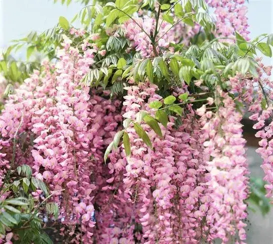 Wisteria floribunda 'Rosea'