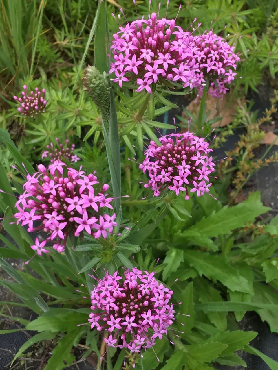 Phuopsis