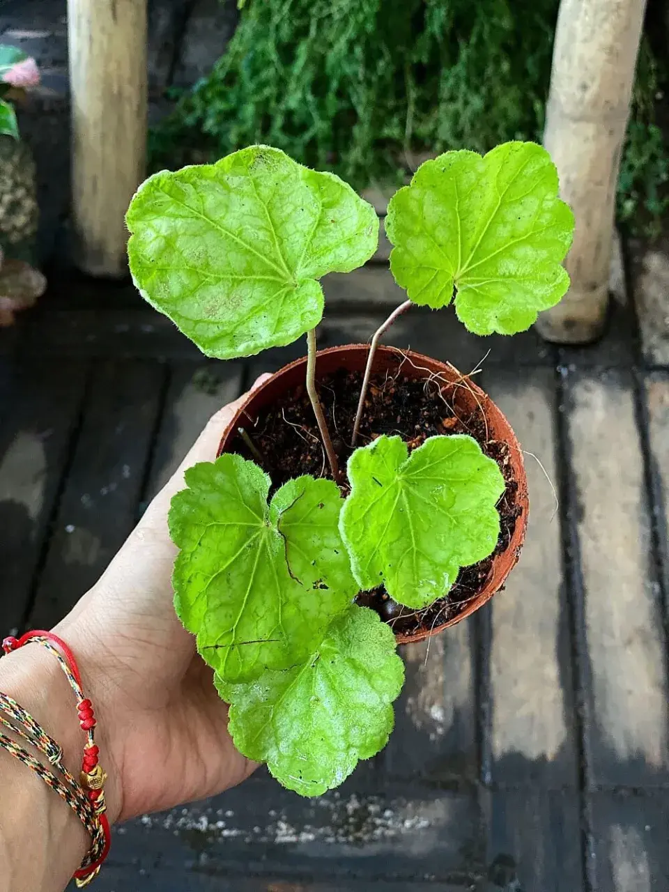 Dlužicha Lemon Love 