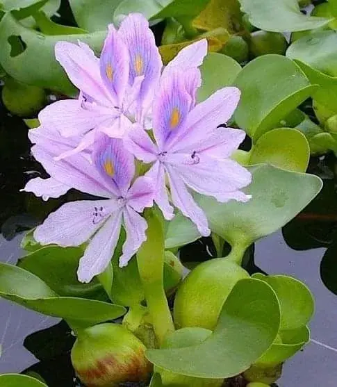 Tokozelka nadmutá