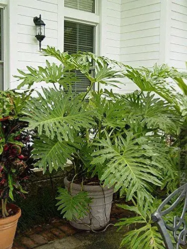 Filodendron
