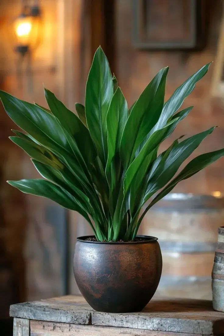 Aspidistra