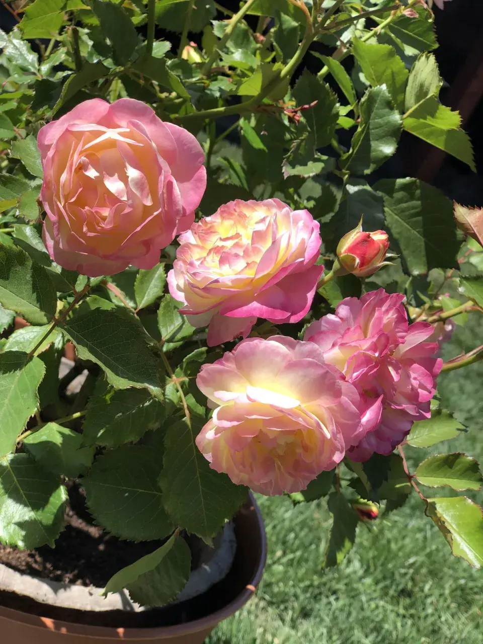 Floribunda