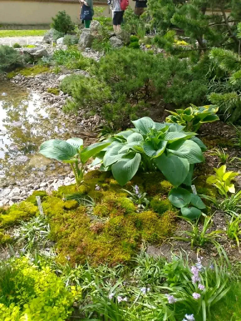 Budování skalky a inspirace od prvního kamene po rozkvetlý svah