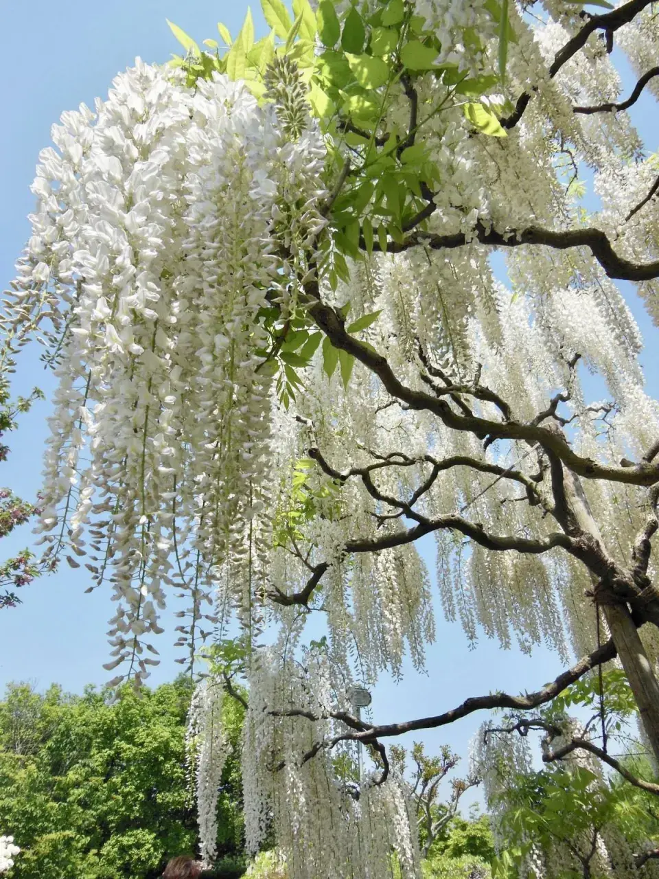 Wisteria brachybotrys 'Shiro-kapitan'