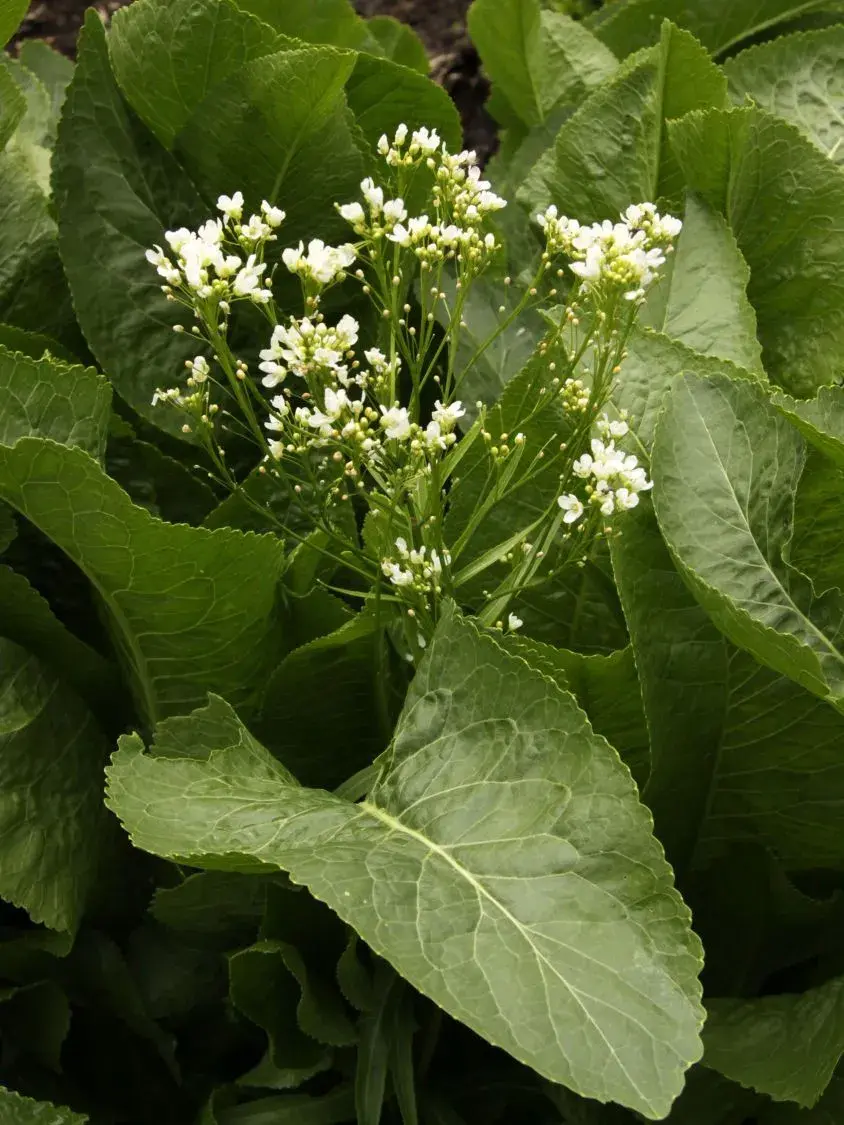 Křen 