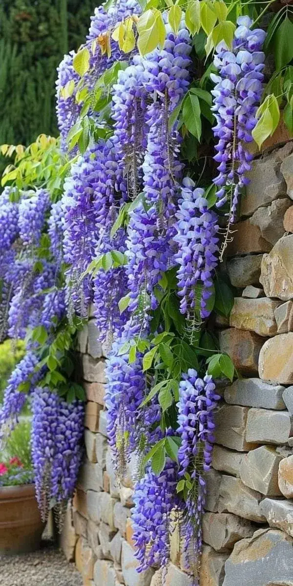 Wisteria brachybotrys 'Okayama'.