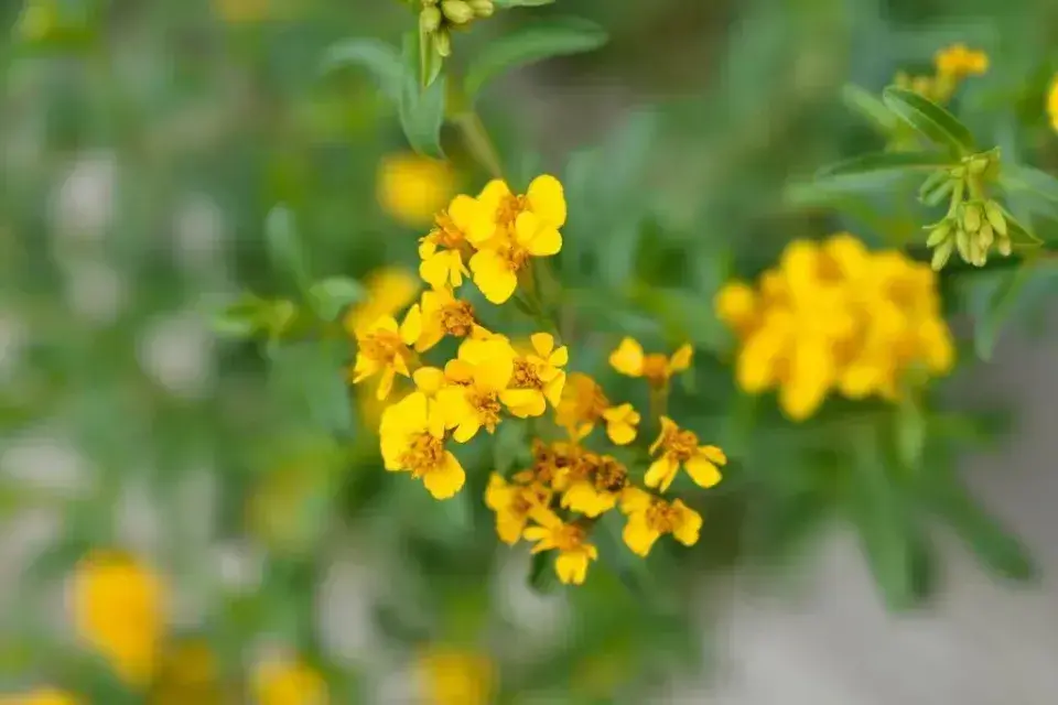 Pěstování rajčat
