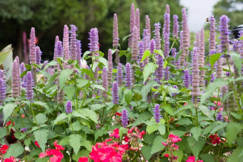 Agastache anýzová (Agastache foeniculum)