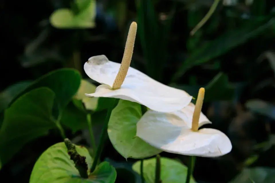 Anturie (Anthurium)