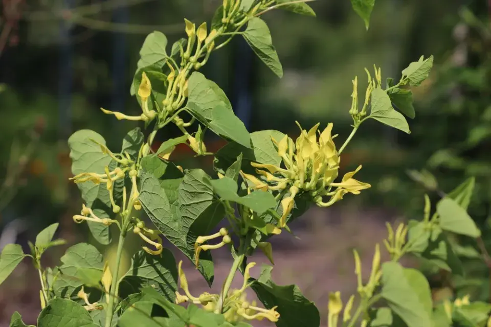 Podražec křovištní (Aristolochia clematitis)