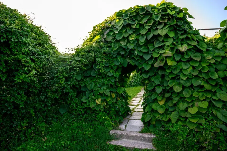 Podražec velkolistý (Aristolochia macrophylla)
