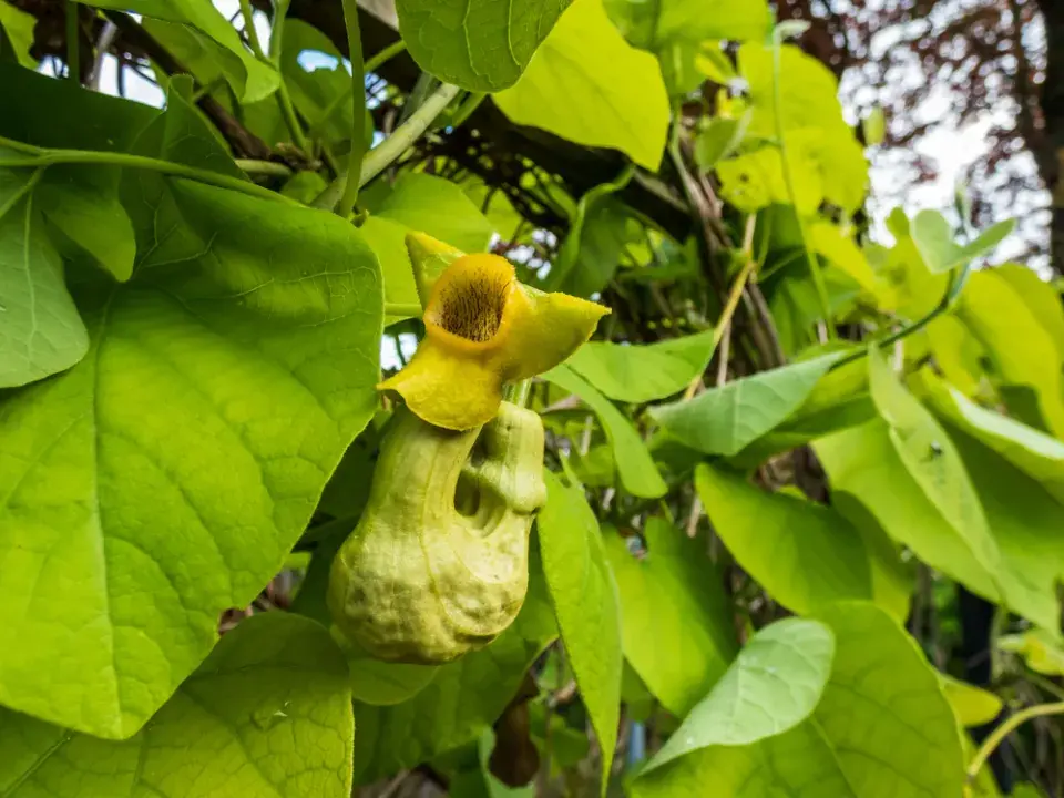 Podražec velkolistý (Aristolochia macrophylla)