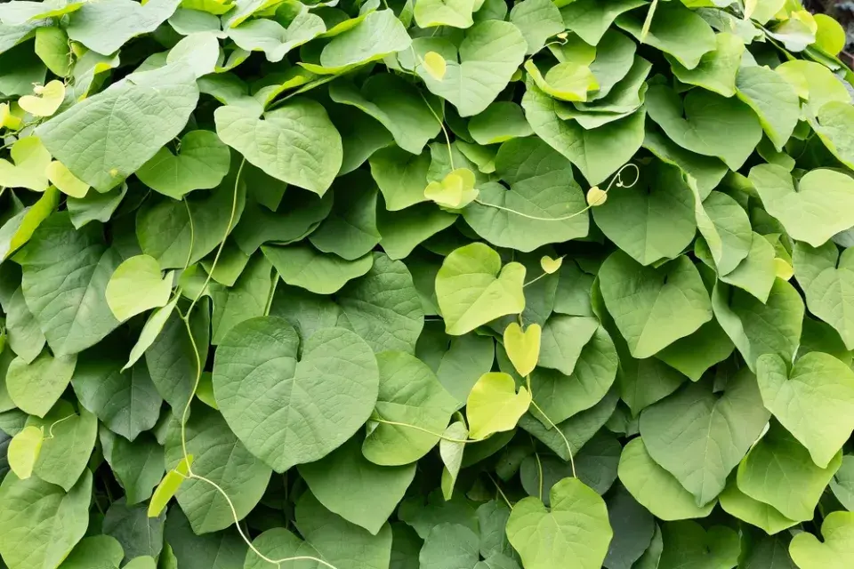 Podražec velkolistý (Aristolochia macrophylla)