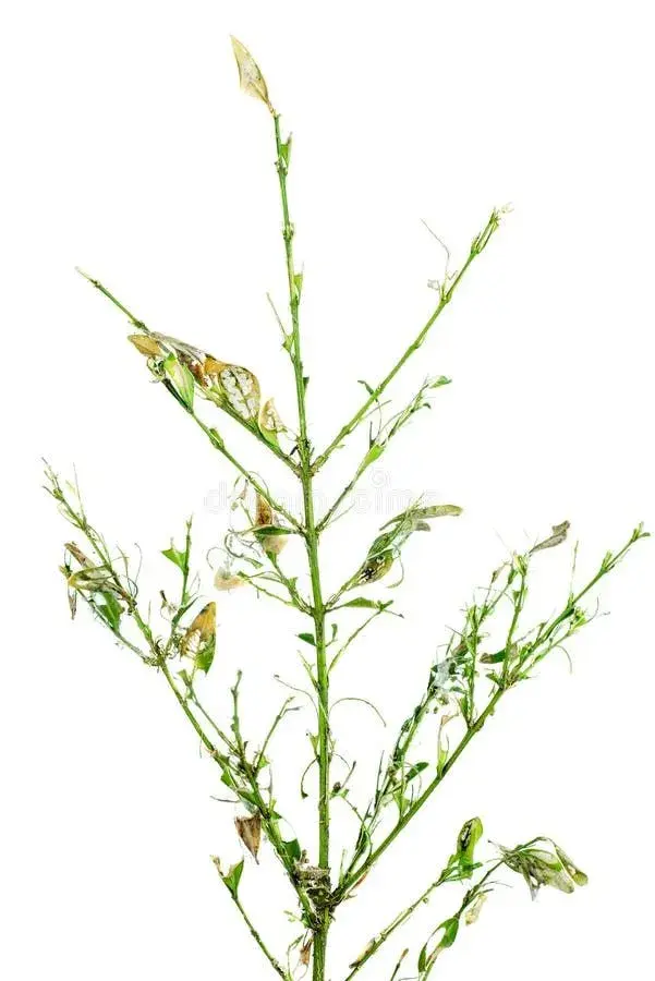 Buxus