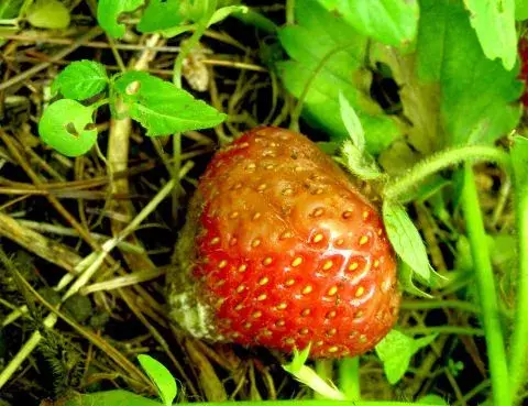Plíseň jahod 