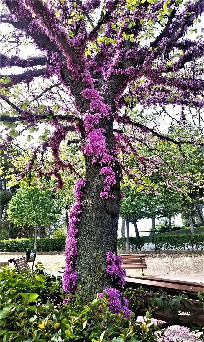 Zmarlika