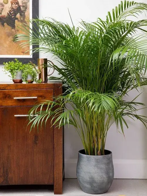 Areca