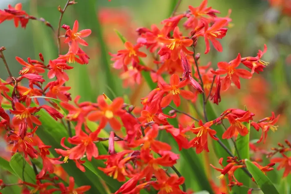 Montbrécie (Crocosmia)