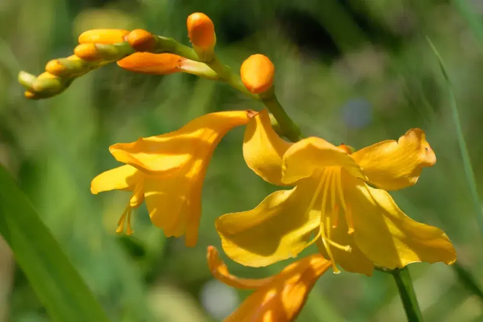 Montbrécie (Crocosmia)