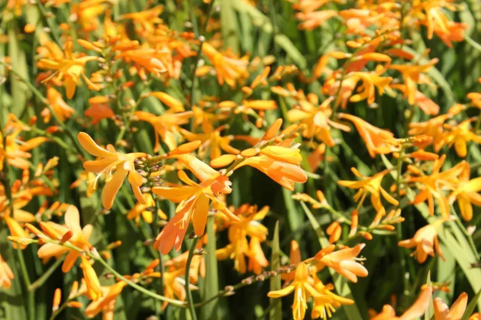 Montbrécie (Crocosmia)