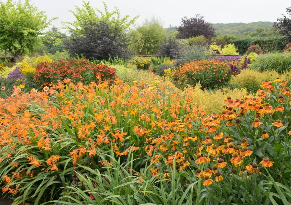 Montbrécie (Crocosmia)