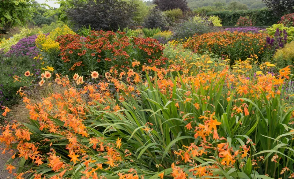 Montbrécie (Crocosmia)