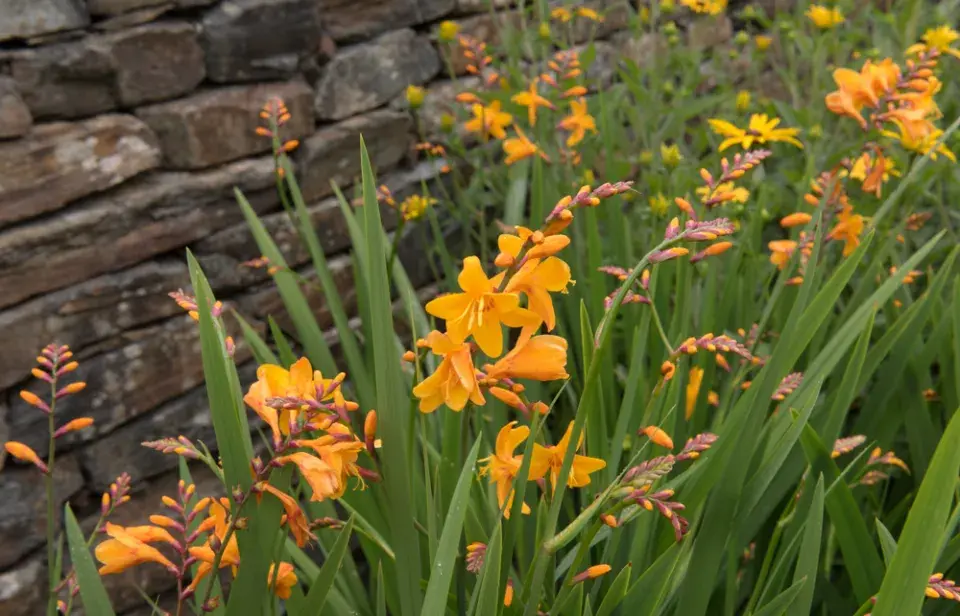 Montbrécie (Crocosmia)