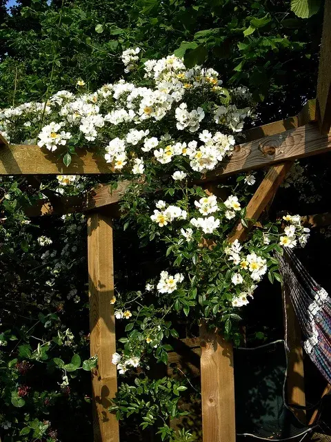 Wedding Day Roses