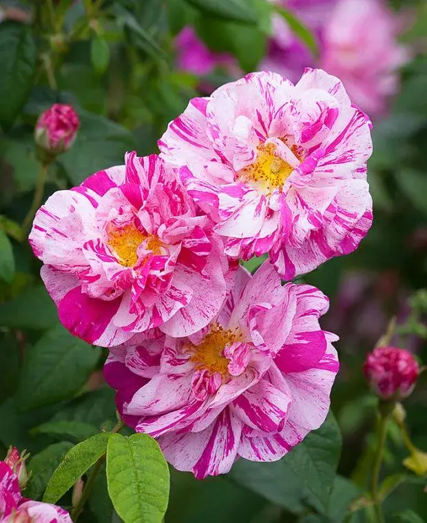 Rosa Mundi 