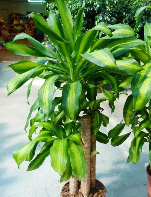 Dracena