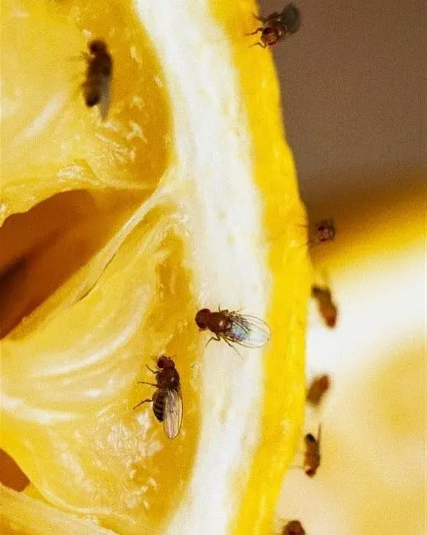 Octomilky 