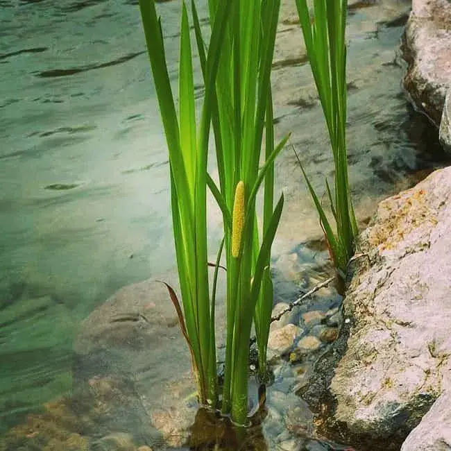 Puškvorec