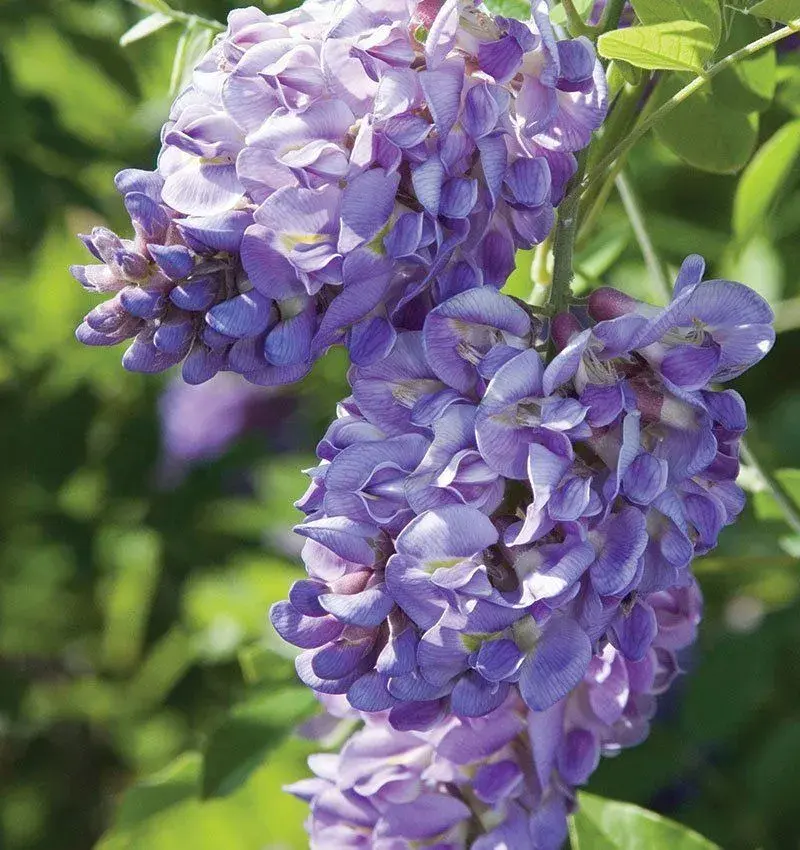 Wisteria sinensis 'Amethyst'