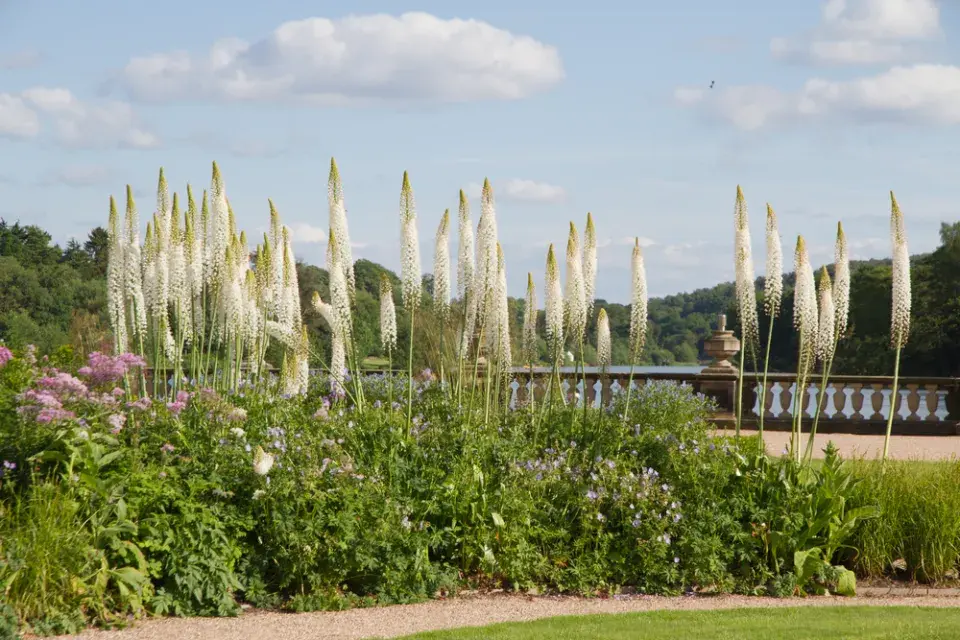 liliochvostec (Eremurus)
