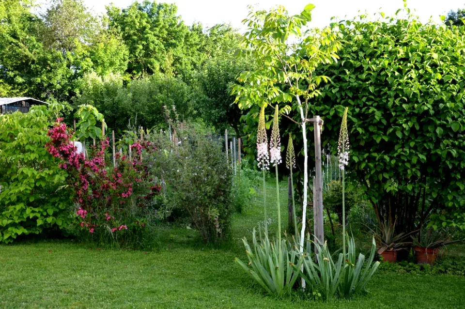 liliochvostec (Eremurus)