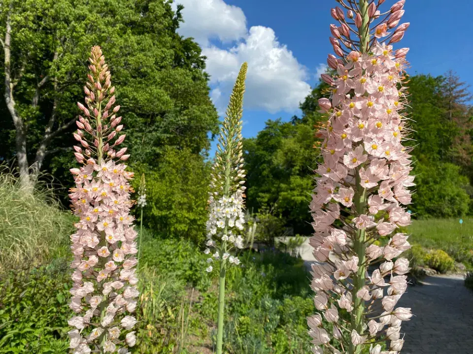 Liliochvostec mohutný (Eremurus robustus)