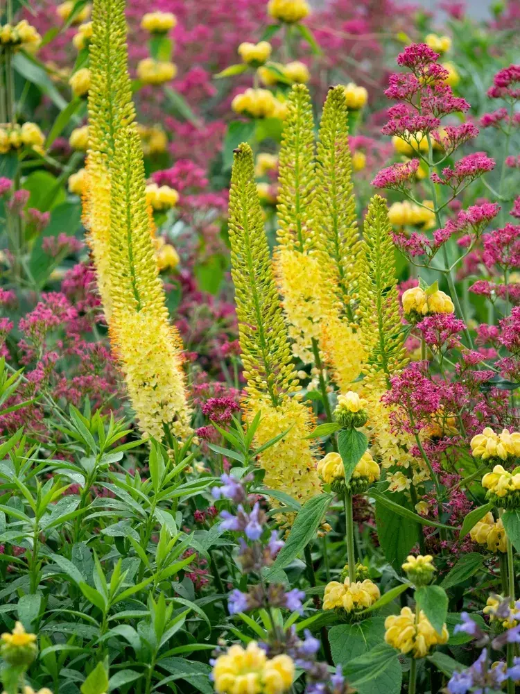 Liliochvostec úzkolistý (Eremurus stenophyllus)