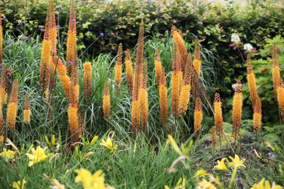 Eremurus x isabellinus 'Cleopatra'