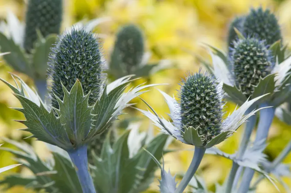 Máčka obrovská (Eryngium giganteum)