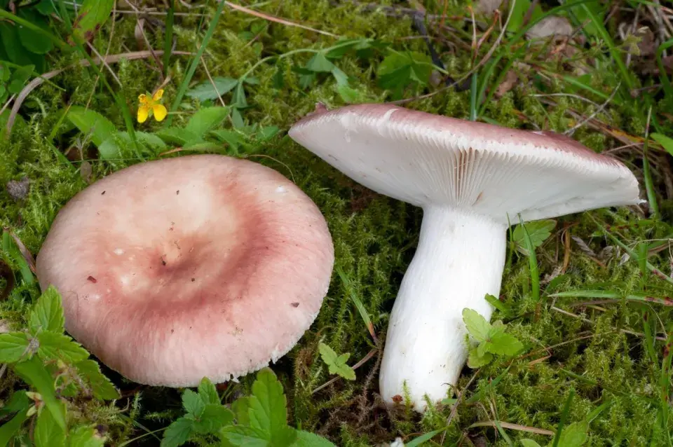Holubinka mandlová 