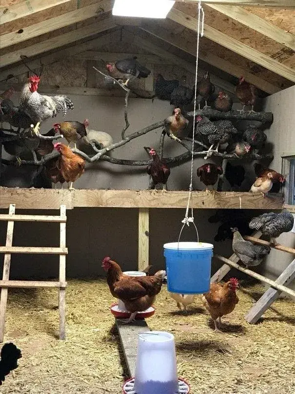 Slepice nejsou stroje na vejce. Když jim dopřejete pohodlí, odmění se vám