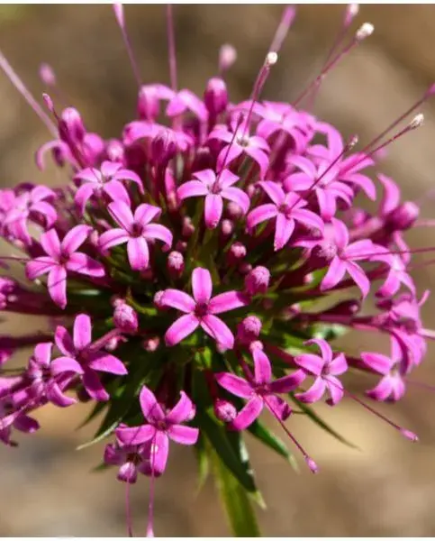 Phuopsis