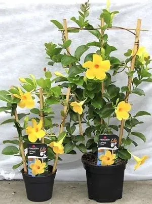 Mandevilla Diamantina Opale Citrine