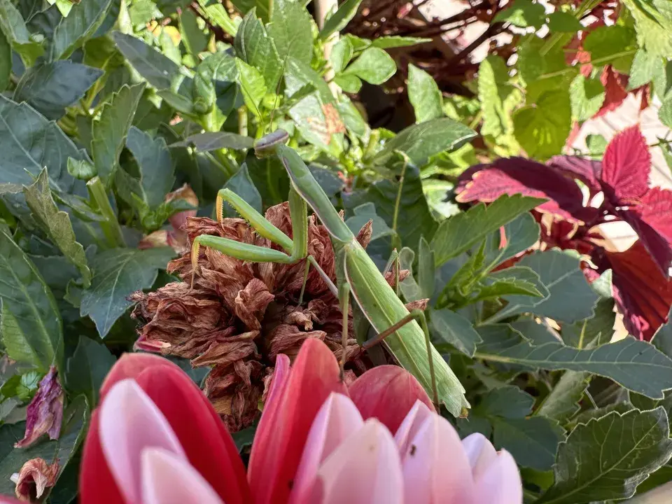 Kudlanka nábožná (Mantis religiosa)