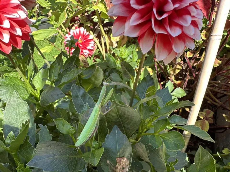 Kudlanka nábožná (Mantis religiosa)